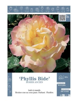 ROSIER ANCIEN REMONTANT PHYLLIS BIDE