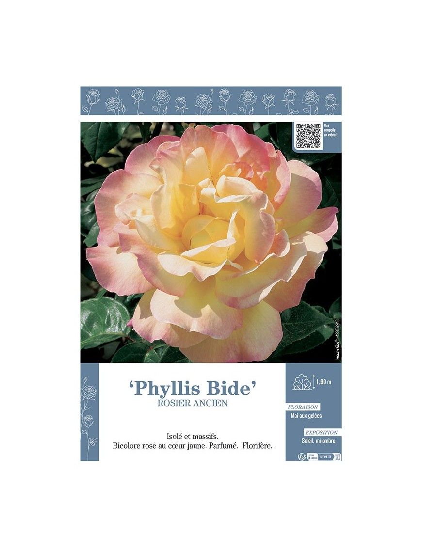 ROSIER ANCIEN REMONTANT PHYLLIS BIDE