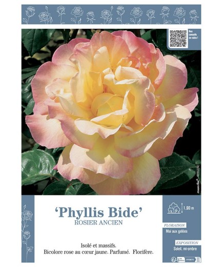ROSIER ANCIEN REMONTANT PHYLLIS BIDE