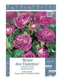 ROSIER ANCIEN REMONTANT REINE DES VIOLETTES