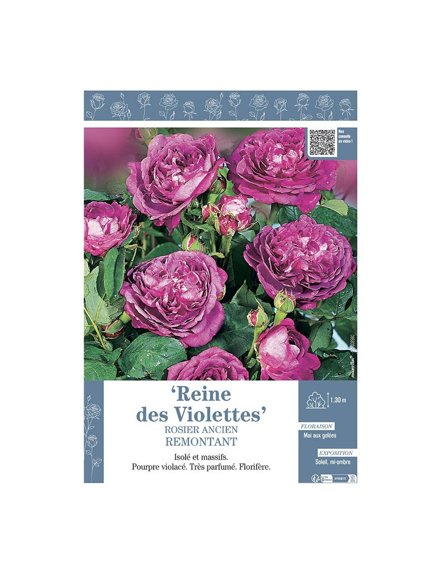 ROSIER ANCIEN REMONTANT REINE DES VIOLETTES