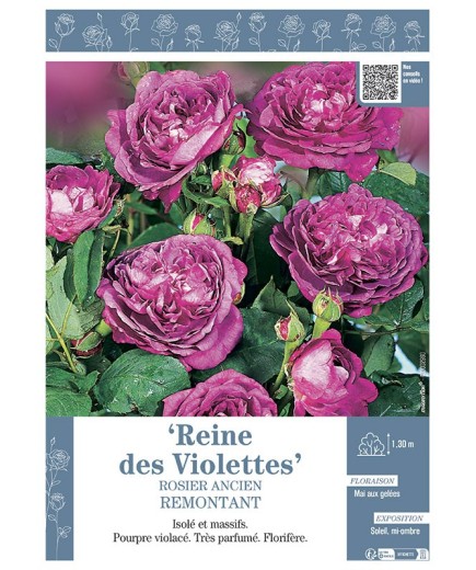 ROSIER ANCIEN REMONTANT REINE DES VIOLETTES