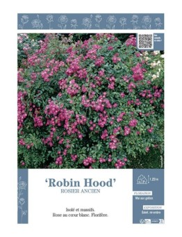 ROSIER ANCIEN REMONTANT ROBIN HOOD