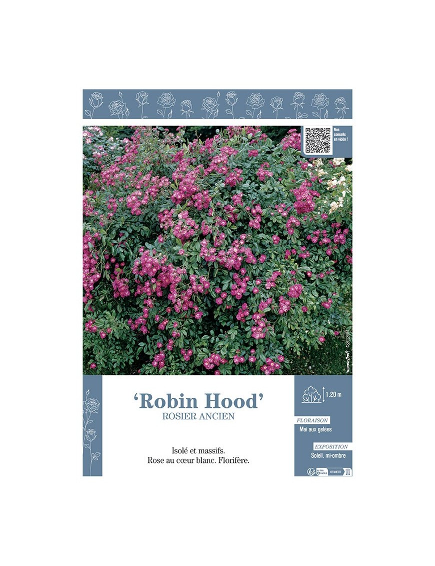 ROSIER ANCIEN REMONTANT ROBIN HOOD