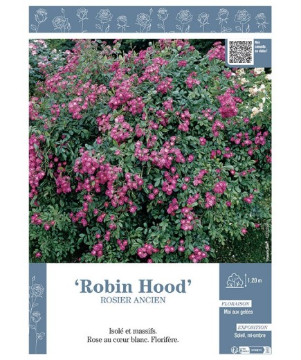 ROSIER ANCIEN REMONTANT ROBIN HOOD