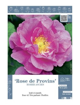 ROSIER ANCIEN REMONTANT ROSE DE PROVINS