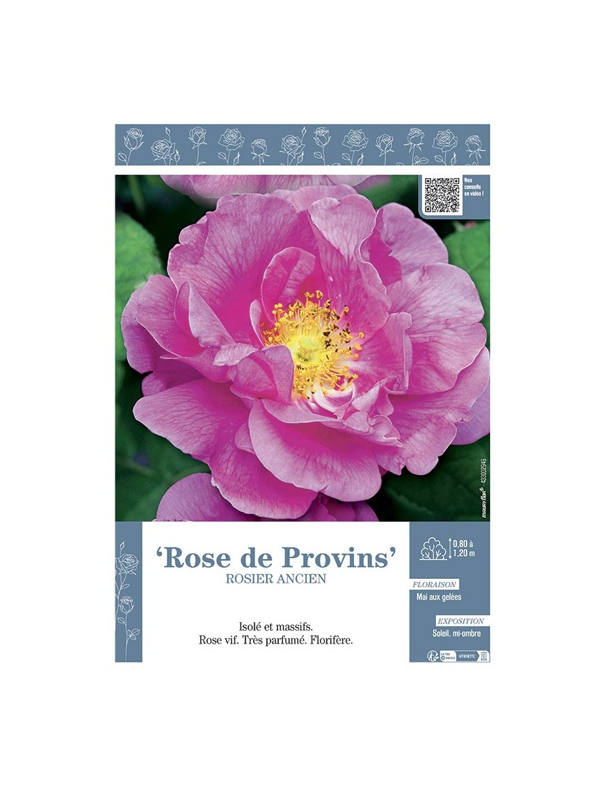 ROSIER ANCIEN REMONTANT ROSE DE PROVINS
