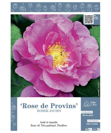 ROSIER ANCIEN REMONTANT ROSE DE PROVINS