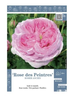 ROSIER ANCIEN REMONTANT ROSE DES PEINTRES