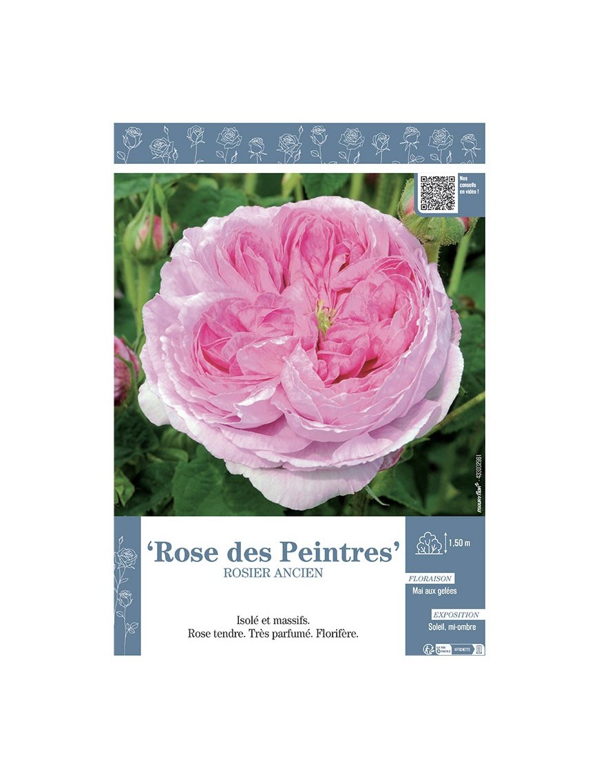 ROSIER ANCIEN REMONTANT ROSE DES PEINTRES