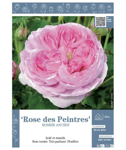 ROSIER ANCIEN REMONTANT ROSE DES PEINTRES