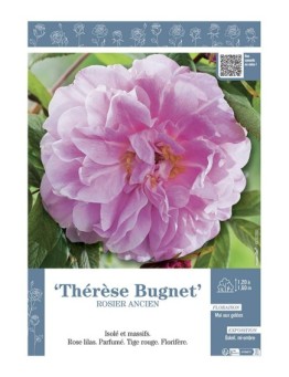 ROSIER ANCIEN REMONTANT THERESE BUGNET
