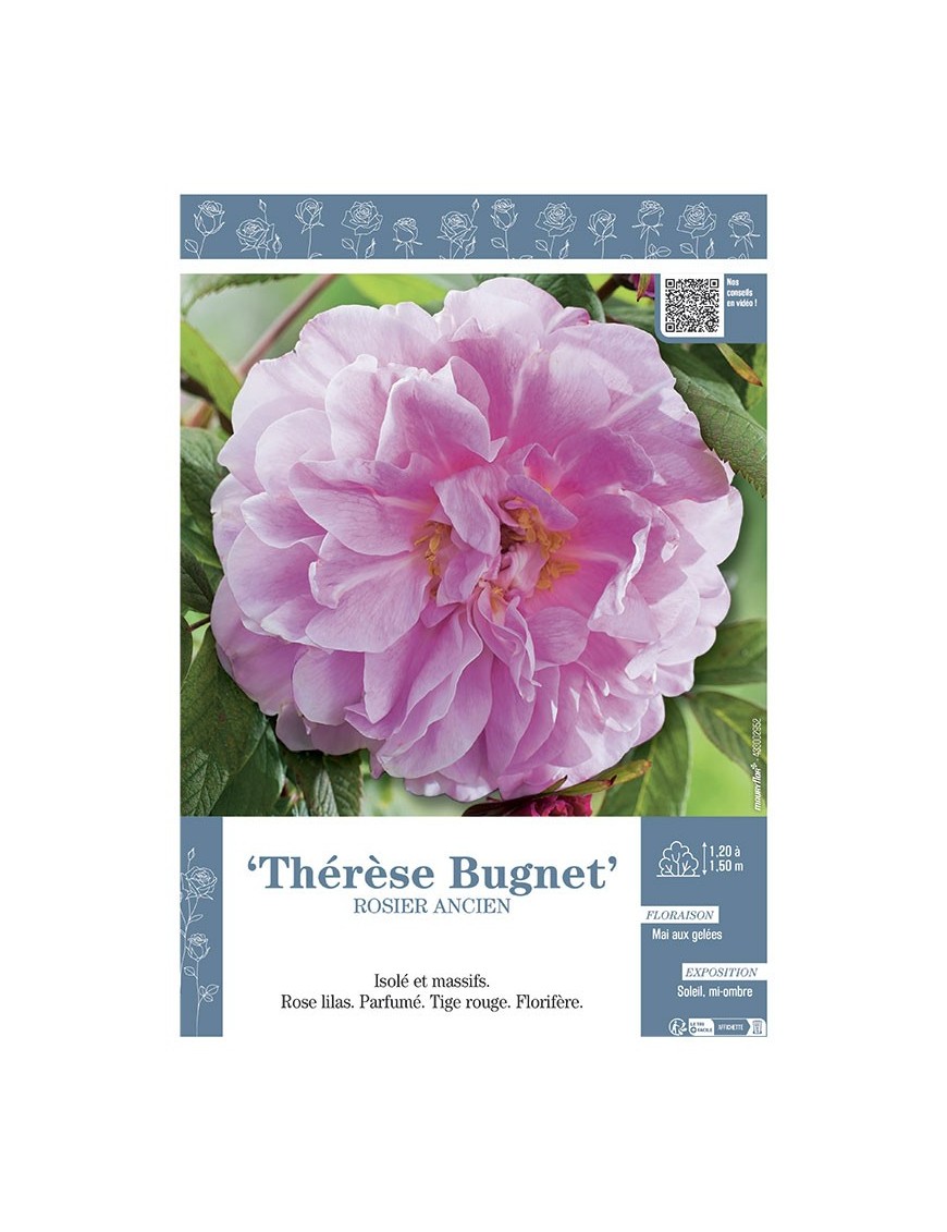 ROSIER ANCIEN REMONTANT THERESE BUGNET