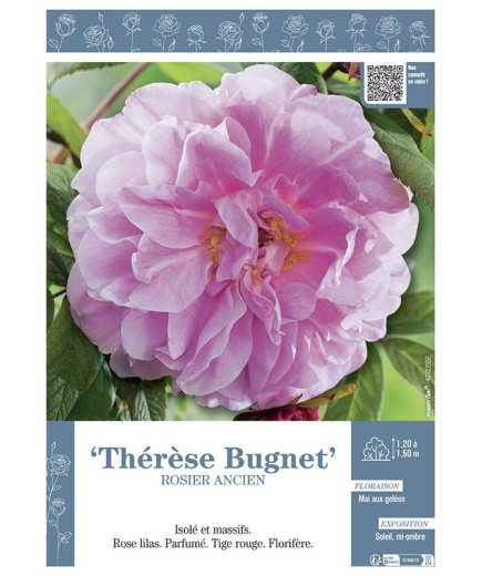 ROSIER ANCIEN REMONTANT THERESE BUGNET