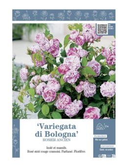 ROSIER ANCIEN REMONTANT VARIEGATA DI BOLOGNA