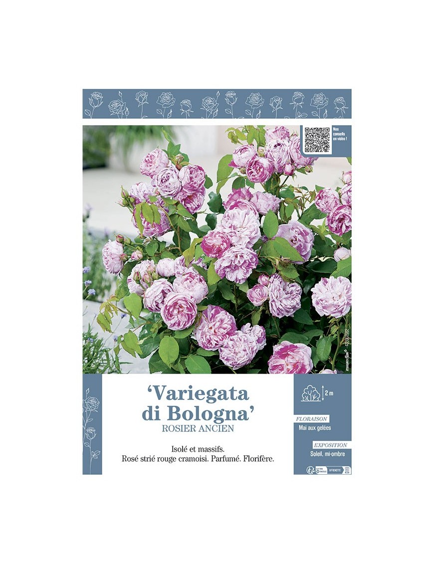 ROSIER ANCIEN REMONTANT VARIEGATA DI BOLOGNA