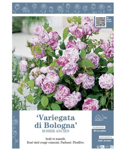 ROSIER ANCIEN REMONTANT VARIEGATA DI BOLOGNA