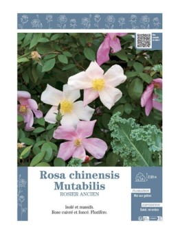 ROSIER ANCIEN ROSA CHINENSIS MUTABILIS