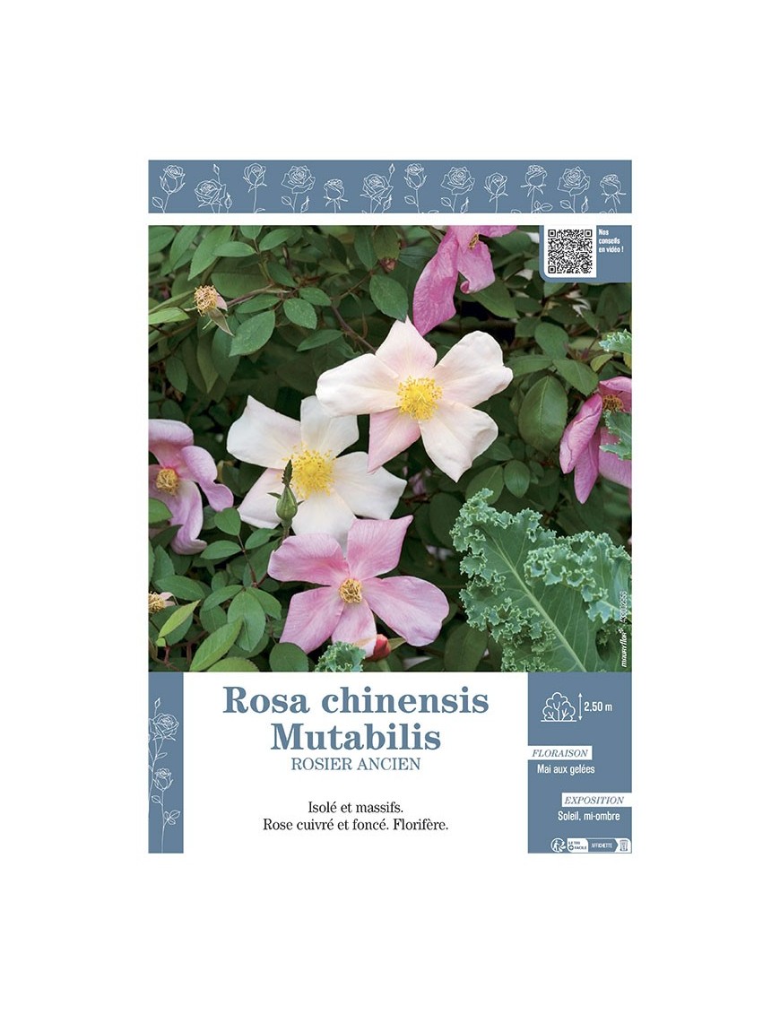 ROSIER ANCIEN ROSA CHINENSIS MUTABILIS