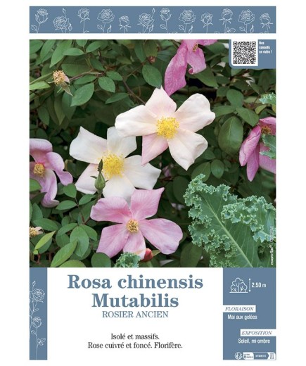 ROSIER ANCIEN ROSA CHINENSIS MUTABILIS