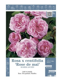 ROSIER ANCIEN ROSA X CENTIFOLIA ROSE DE MAI