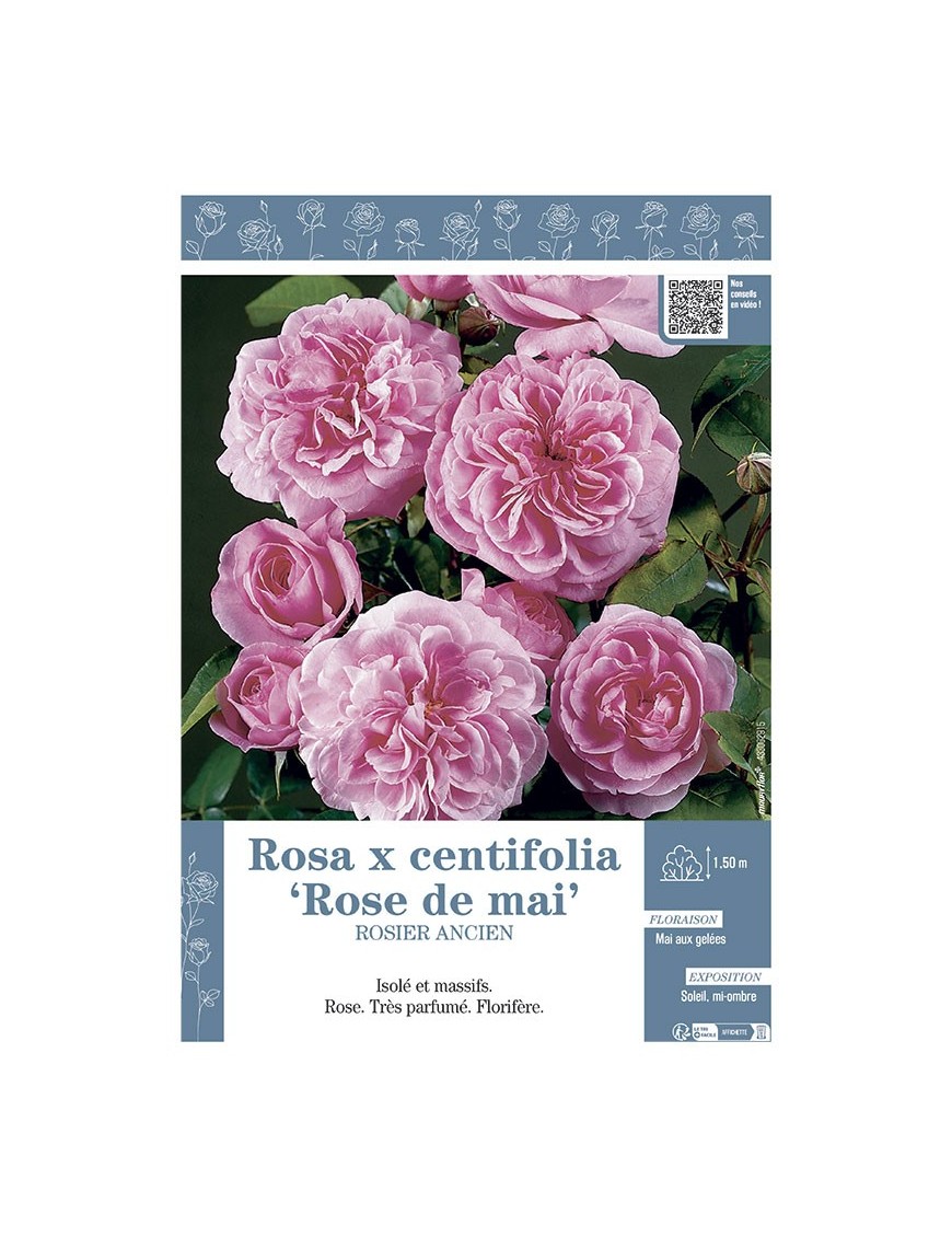 ROSIER ANCIEN ROSA X CENTIFOLIA ROSE DE MAI