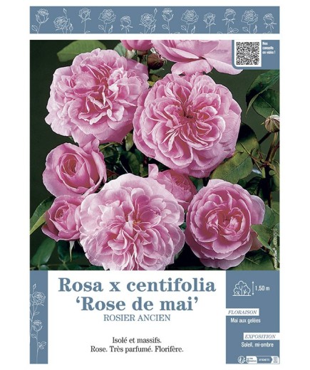 ROSIER ANCIEN ROSA X CENTIFOLIA ROSE DE MAI