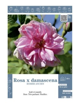 ROSIER ANCIEN ROSA X DAMASCENA