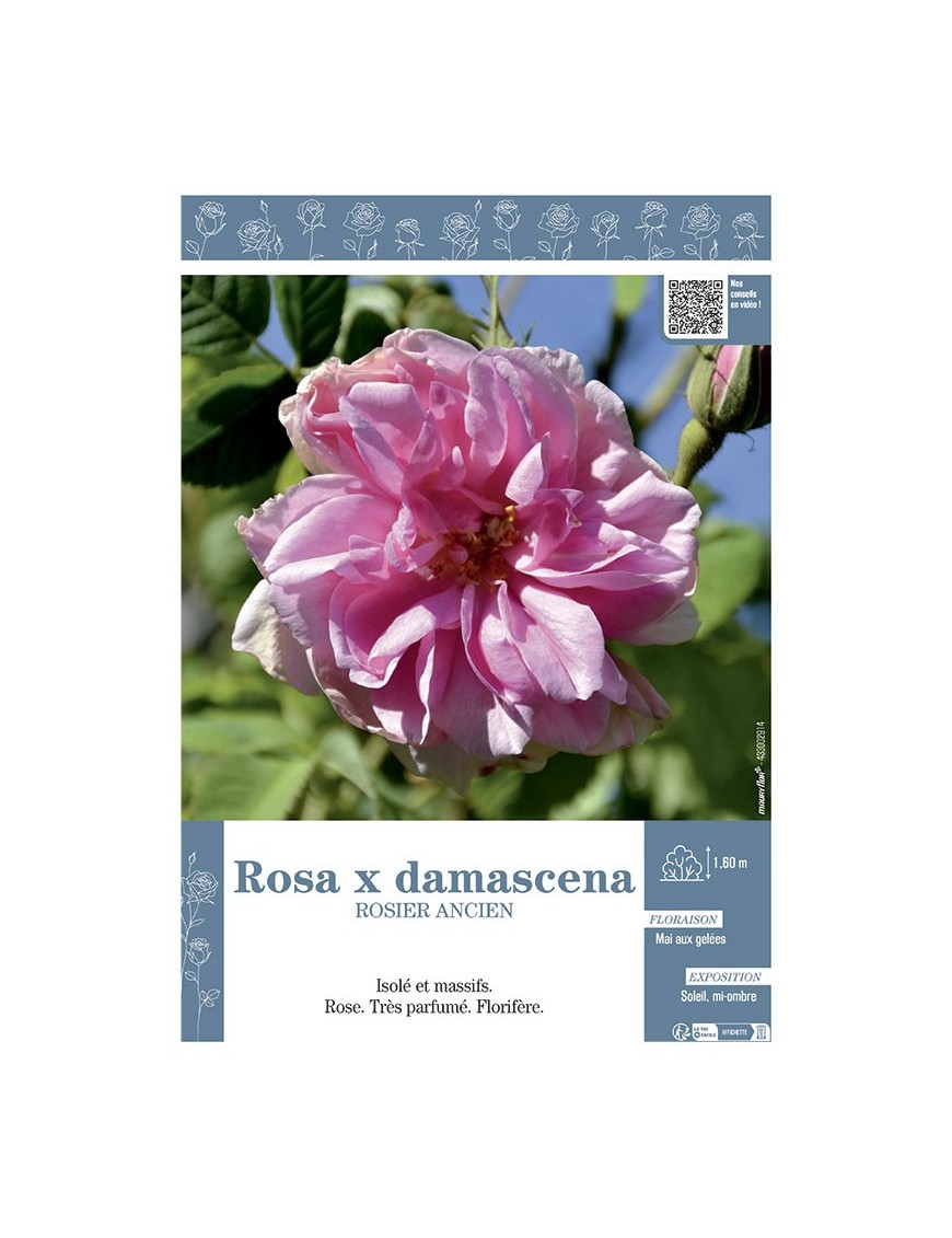 ROSIER ANCIEN ROSA X DAMASCENA