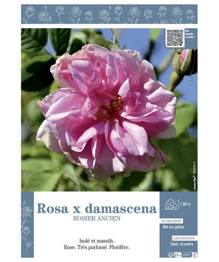 ROSIER ANCIEN ROSA X DAMASCENA