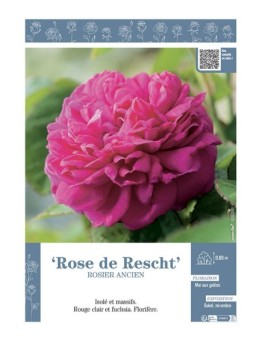 ROSIER ANCIEN ROSE DE RESCHT