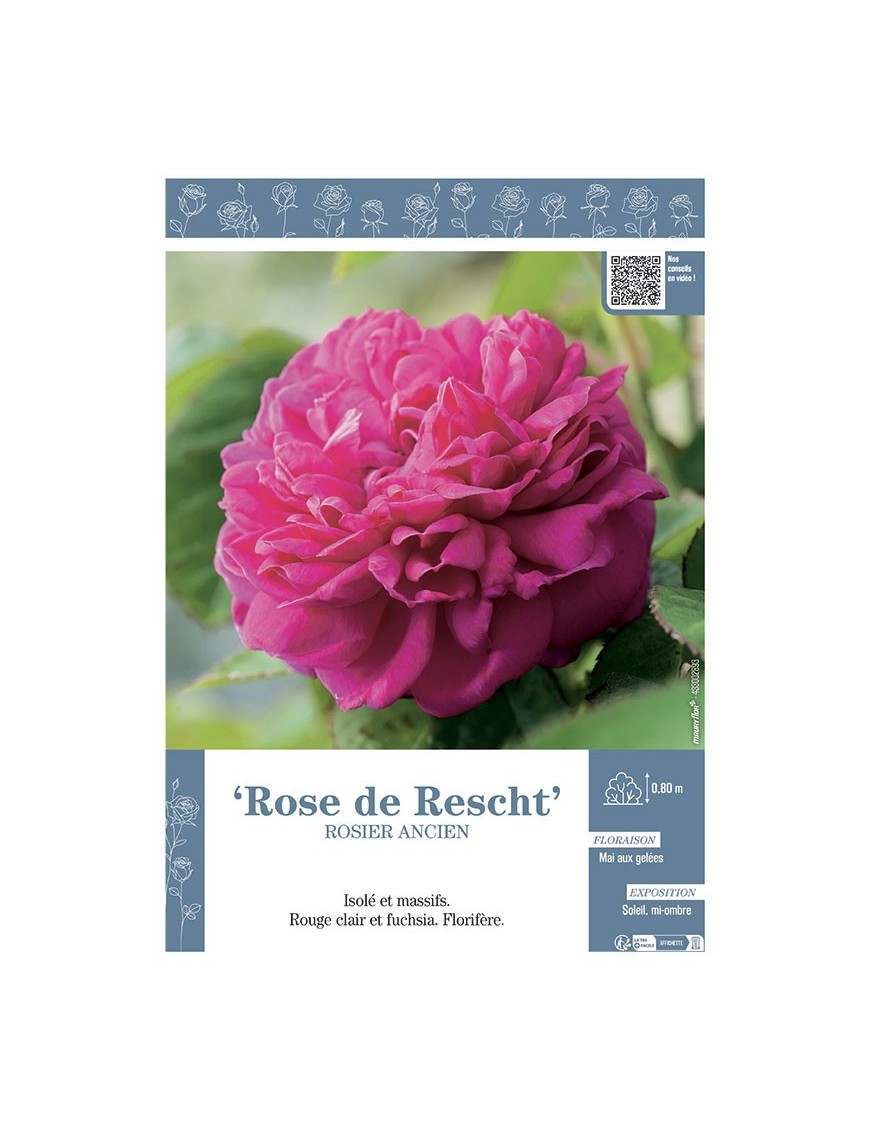 ROSIER ANCIEN ROSE DE RESCHT