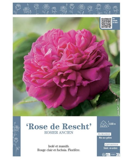 ROSIER ANCIEN ROSE DE RESCHT