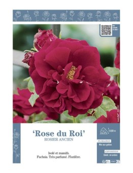 ROSIER ANCIEN ROSE DU ROI