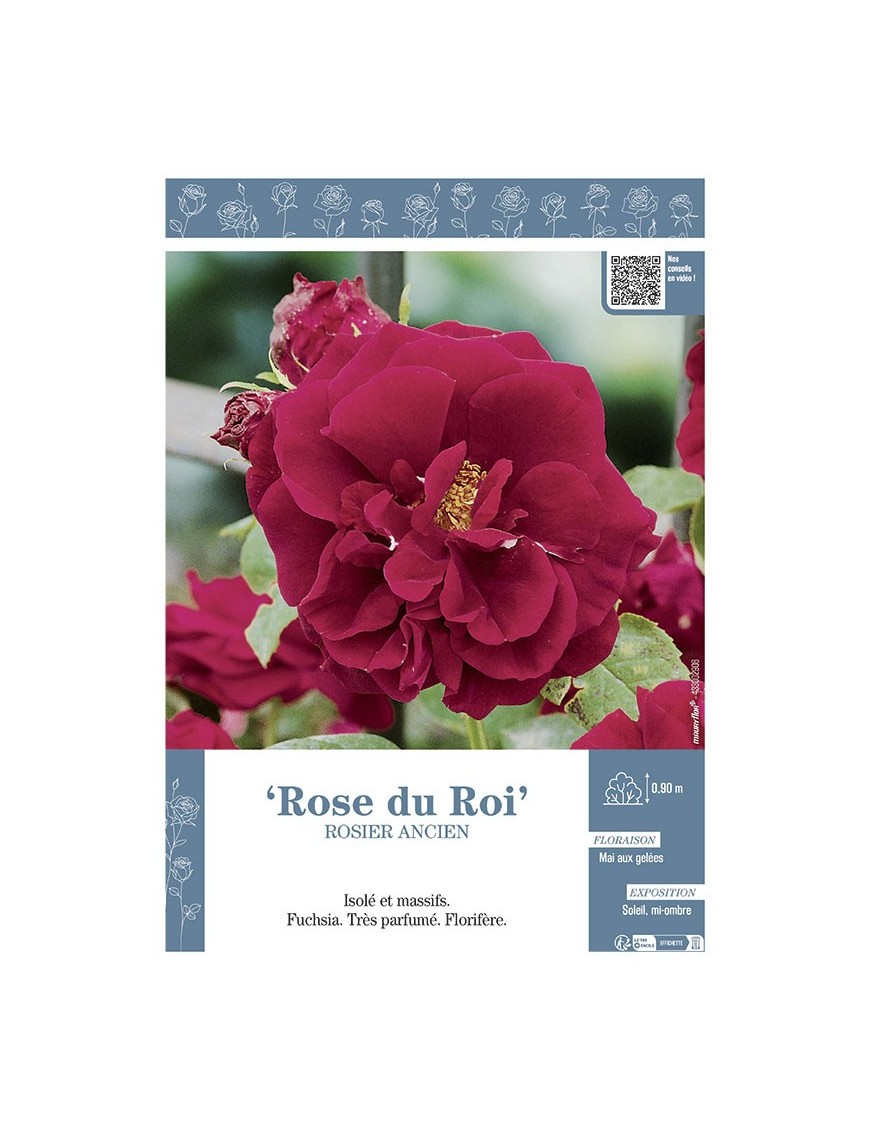 ROSIER ANCIEN ROSE DU ROI