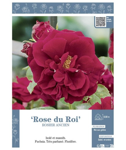 ROSIER ANCIEN ROSE DU ROI