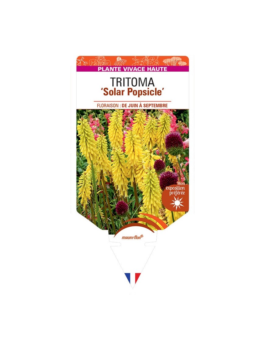 KNIPHOFIA Solar Popsicle voir Tritoma