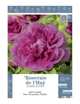 ROSIER ANCIEN ROSERAIE DE L'HAŸ