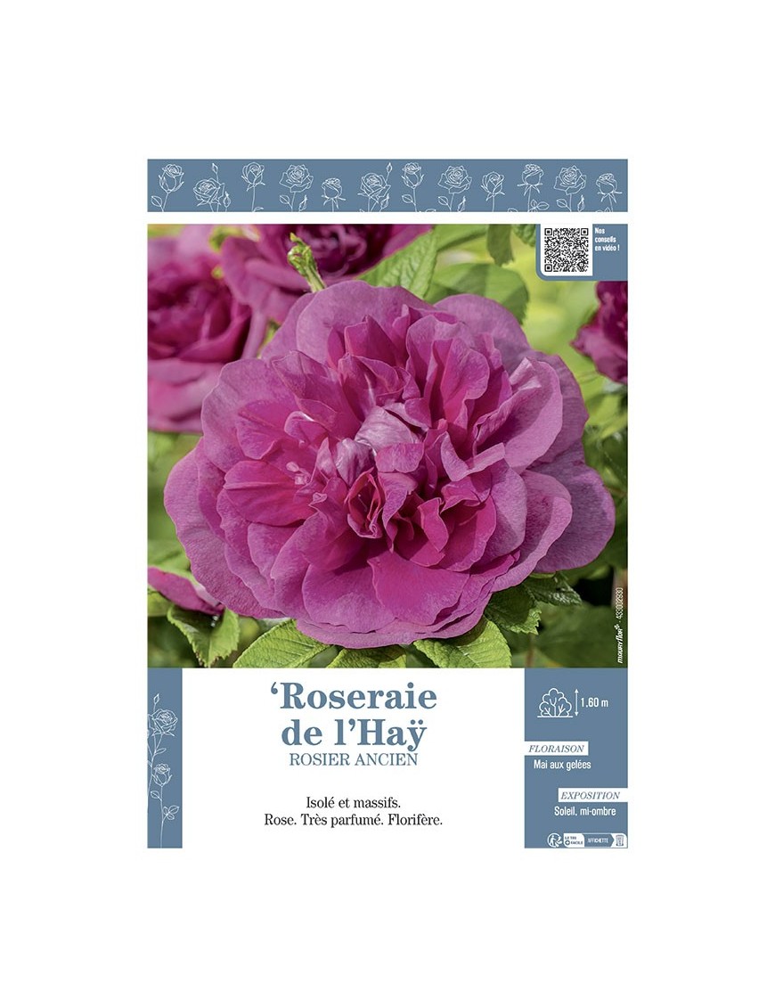 ROSIER ANCIEN ROSERAIE DE L'HAŸ