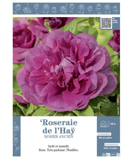 ROSIER ANCIEN ROSERAIE DE L'HAŸ
