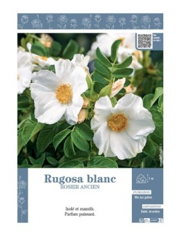 ROSIER ANCIEN RUGOSA BLANC