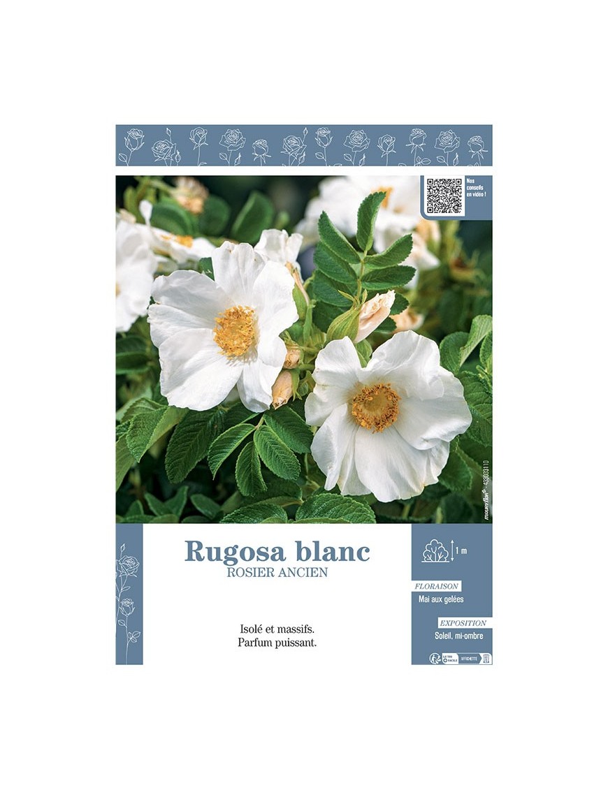 ROSIER ANCIEN RUGOSA BLANC