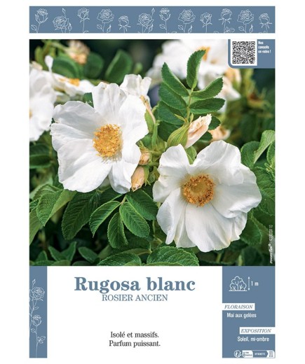 ROSIER ANCIEN RUGOSA BLANC