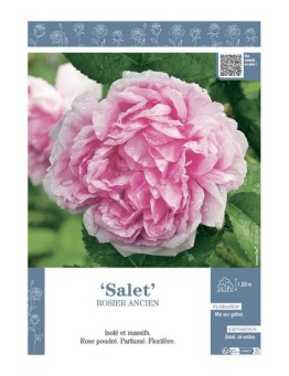 ROSIER ANCIEN SALET