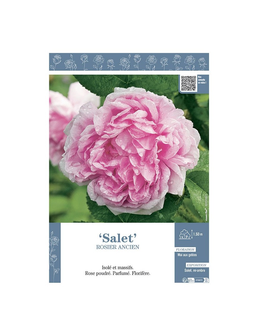 ROSIER ANCIEN SALET