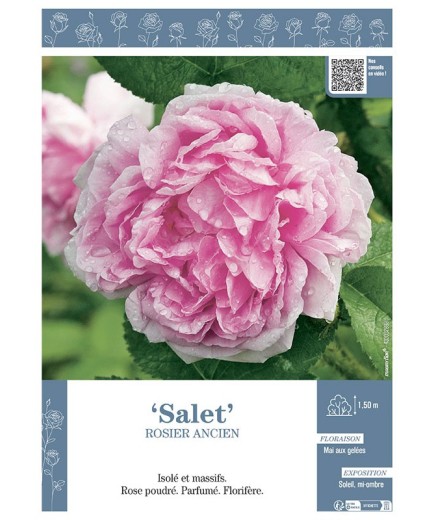 ROSIER ANCIEN SALET