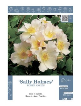 ROSIER ANCIEN SALLY HOLMES