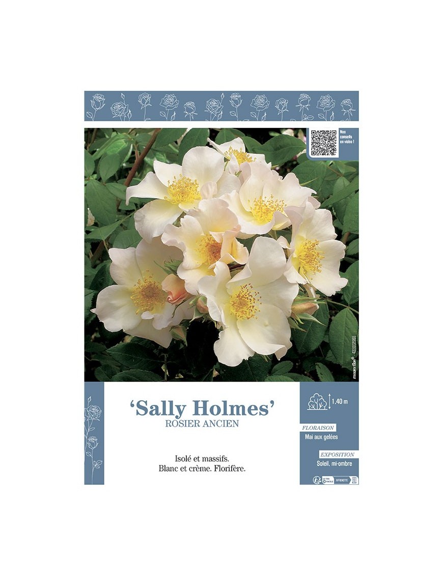 ROSIER ANCIEN SALLY HOLMES