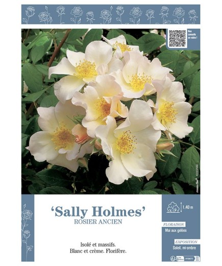 ROSIER ANCIEN SALLY HOLMES