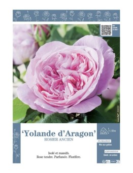 ROSIER ANCIEN YOLANDE D'ARAGON